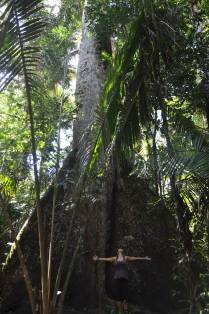 Gigante entre as gigantes, pé de Samaúma na FLONA, comunidade de São Domingo, região de Alter do Chão - PA